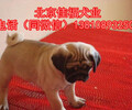 純種巴哥犬多少錢北京哪里賣巴哥幼犬出售3個月巴哥幼犬