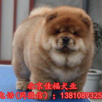 北京松狮犬多少钱一只纯种松狮犬肉嘴松狮签署保障协议