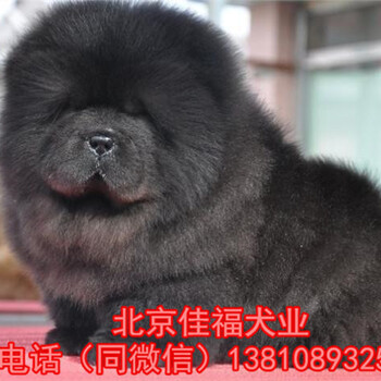纯种松狮犬多少钱一只北京哪卖松狮犬出售松狮犬