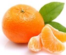 求购脐橙柚子柑橘