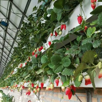 草莓槽种植槽栽培槽