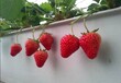批发草莓立体种植槽草莓无土栽培设备