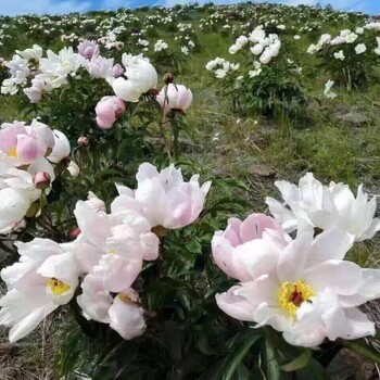 呼伦贝尔旅游包车黄师傅