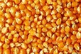 湖南饲料厂张女士常年现款求购大量黄玉米