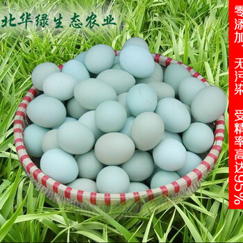 高产黑羽绿壳蛋鸡高产麻羽绿壳蛋鸡五黑一绿绿壳蛋鸡种蛋