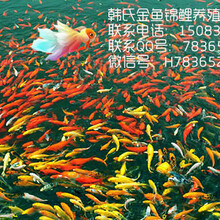 現在錦鯉批發多少錢一斤-韓氏金魚錦鯉批發銷售圖片
