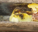 秦岭土蜂蜜多少钱一斤蜂蜜水的作用与功效图片