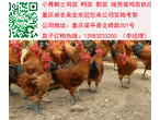 广元土鸡苗价格广元鸡苗养殖技术广元正宗土鸡图片