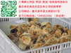 浙江溫州青腳土雞苗價格溫州哪里有正宗土雞苗銷售