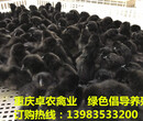 贵州黑土鸡苗最近价格遵义哪里有优质黑鸡苗供应黑鸡苗图片