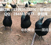 重庆大足地区为什么越来越多的养户愿意养黑乌鸡苗，黑乌鸡被称为月子鸡