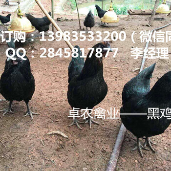 重庆哪里有黑鸡苗供应铜梁黑鸡苗近报价与图片