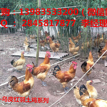 重庆南川乌皮红羽土鸡苗养殖技术与市场行情