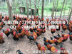 在平昌地区养殖鸡重要是的如何做好投料，增加收益