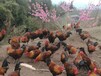 隆昌地區養殖黑紅羽香雞苗市場好，香雞苗成活率高