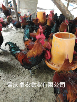 彭水地区养殖黑红羽香鸡苗市场散养香鸡苗市场行情