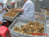 蓬安地区青脚土鸡苗市场前景好土鸡苗厂家