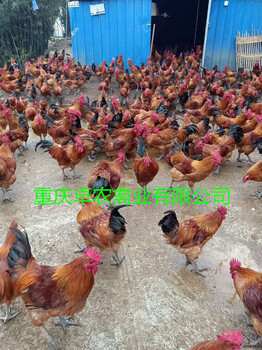 重庆红羽土鸡苗供应求购万州周边本地散养土鸡苗厂家