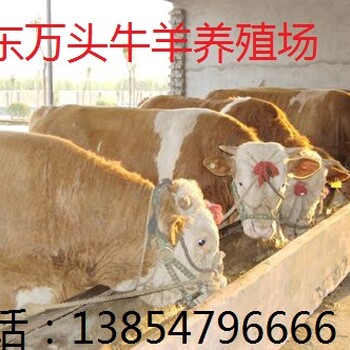 肉牛市场行情肉牛选什么品种