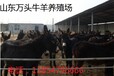 驴苗价格2017肉驴价格