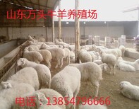 波尔山羊幼羊价格图片3