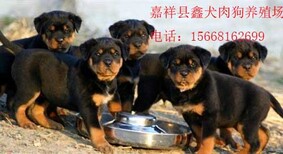 肉狗哪里可以买到图片5