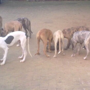 格力犬幼犬价格，格力犬幼犬图片