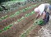 徐州红薯苗种植哪家好？