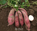 徐州红薯苗基地，硕龙果蔬名企在线图片