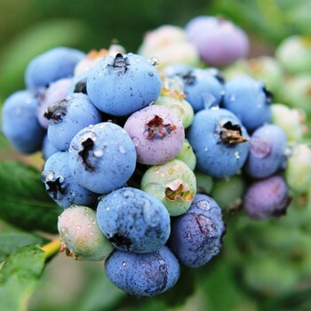 加拿大蓝莓进口清关极速报关极速