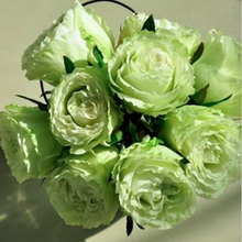 淺綠切花月季月季花苗奇特玫瑰苗