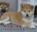 广州纯种柴犬健康小柴幼犬待售中三个月健康保障签合同图片
