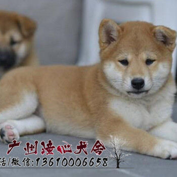 广州纯种柴犬健康小柴幼犬待售中三个月健康保障签合同