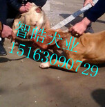 怎么挑选纯种的比特犬,比特幼犬多少钱，比特犬的图片图片1