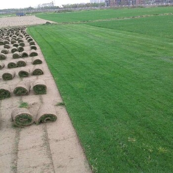 北京园林绿化草坪种植基地销售高羊茅早熟禾草坪