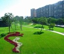 绿化草坪供应北京涿州河北天津固安雄安新区特价图片