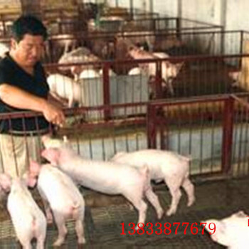 钢丝养猪网&山东钢丝养猪网&钢丝养猪网厂