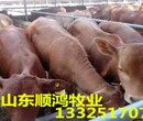 肉牛养殖成本鲁西黄牛小牛犊价格