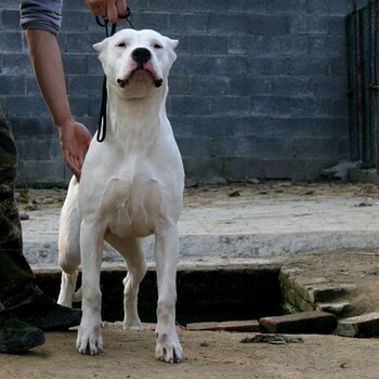 湖北大型犬舍，招加盟，纯种名犬，猎犬，斗犬，宠物犬，包回收