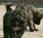 四川廣元大型巨犬大型犬舍招加盟，純種名犬，斗犬，寵物犬和改良肉狗苗價格