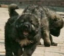江西赣州大型犬舍招加盟，纯种名犬，猎犬，斗犬和宠物犬价格，我场包回收图片