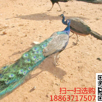 哪里有卖蓝孔雀的#小孔雀多少钱一只#小孔雀饲养环境要求