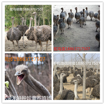 鸵鸟养殖场建设#鸵鸟苗多少钱一只#重庆小鸵鸟的价格