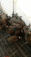 天津藍孔雀養殖廠家報價圖片