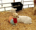 湖南益阳羊驼羊驼养殖场,观赏羊驼