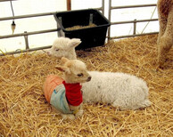 湖北鄂州羊驼一只价格,萌宠羊驼图片2