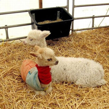 山东承接羊驼养殖条件,宠物羊驼