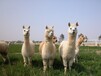 金禾羊驼养殖场,山西大同羊驼养殖场