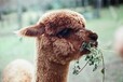 湖南动物园羊驼幼崽多少钱一只,宠物羊驼