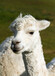 河南动物园羊驼养殖利润,羊驼养殖场